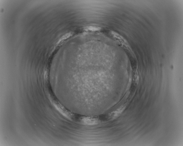 X0000081470568200701262006