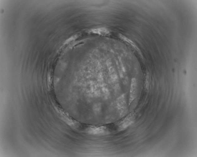 X0000081470569200701262006