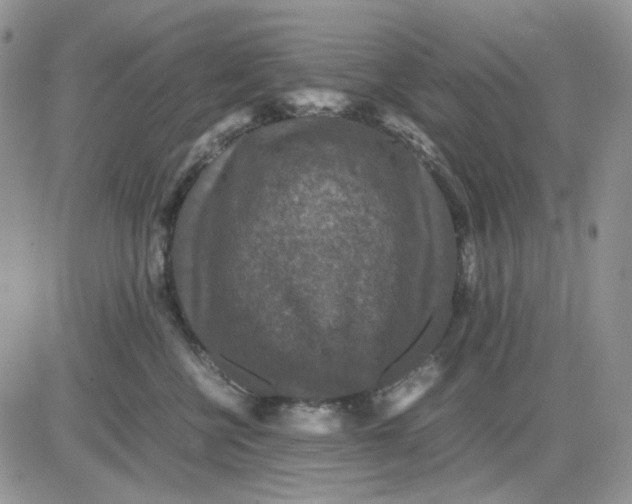 X0000081470570200701262006