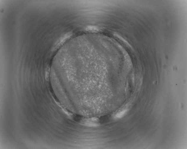 X0000081470576200701262006