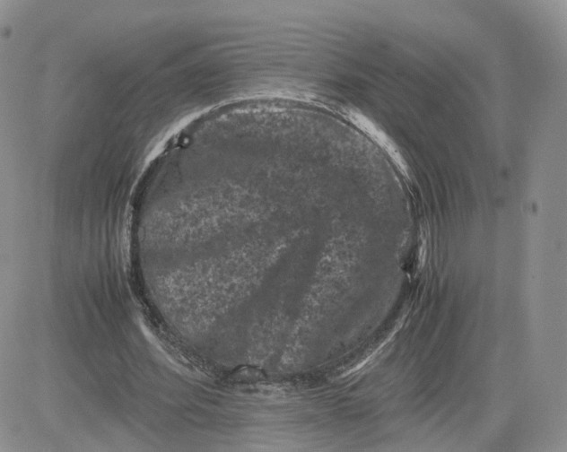 X0000081470580200701262005