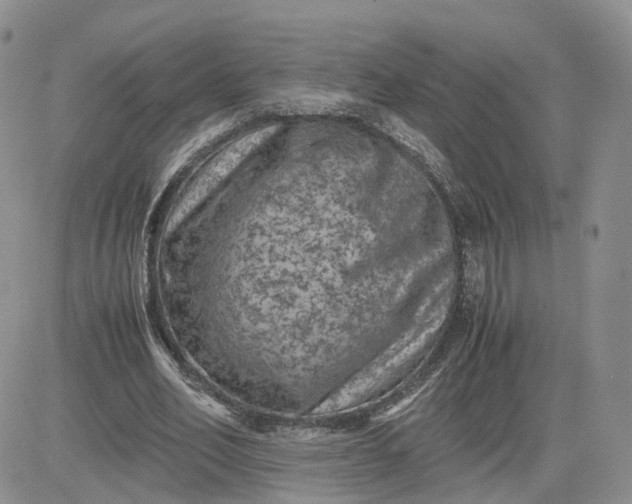 X0000081470582200701262005