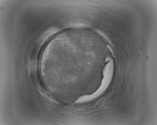 X0000081470583200701262005