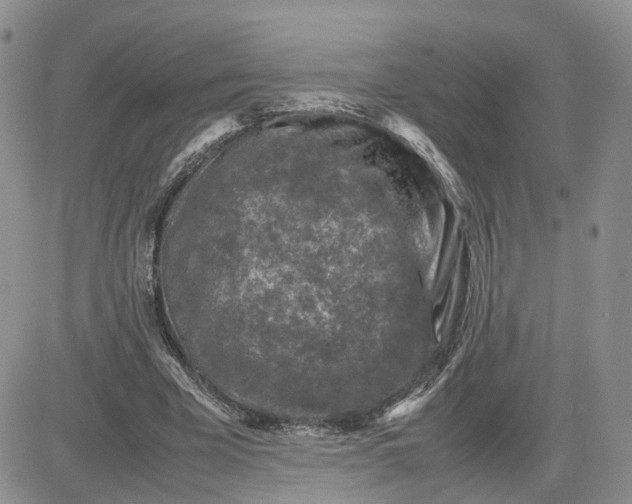 X0000081470585200701262005