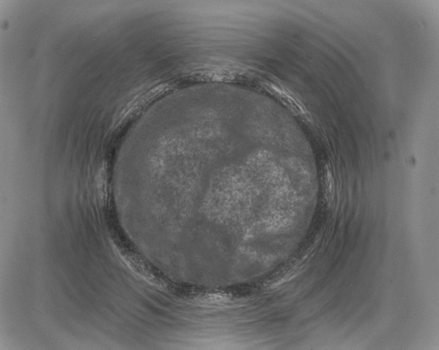 X0000081470594200701262005