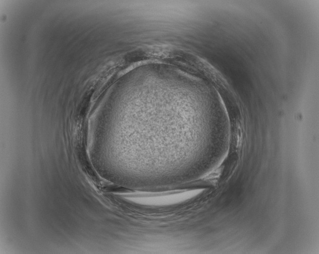 X0000081470601200701262005