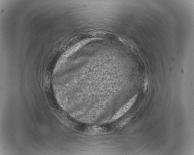 X0000081470607200701262005