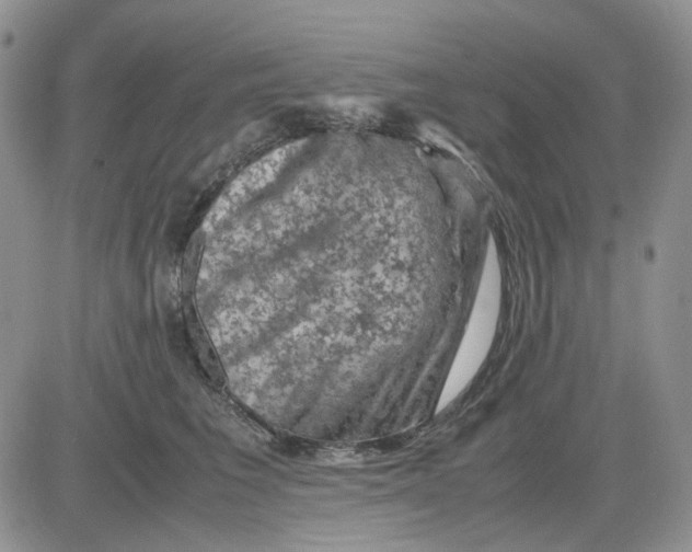 X0000081470613200701262004