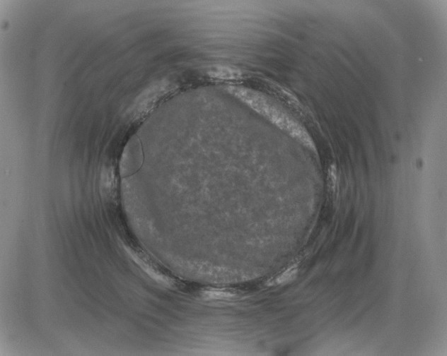 X0000081470614200701262004