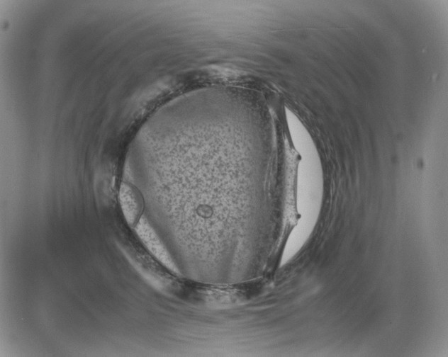 X0000081470615200701262004