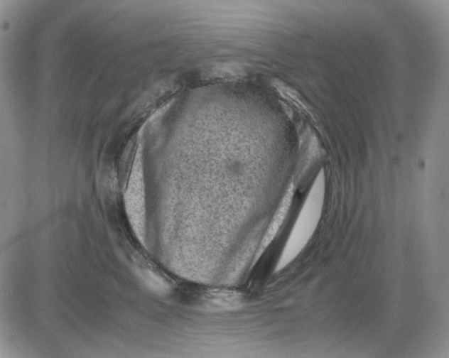 X0000081470617200701262004