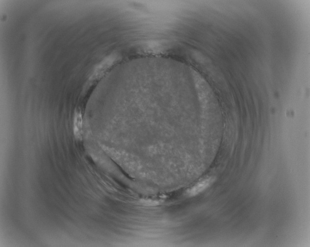 X0000081470624200701262004