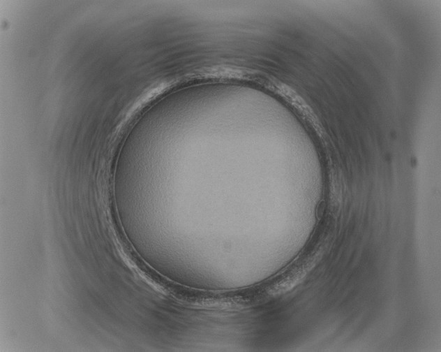 X0000081470625200701262004