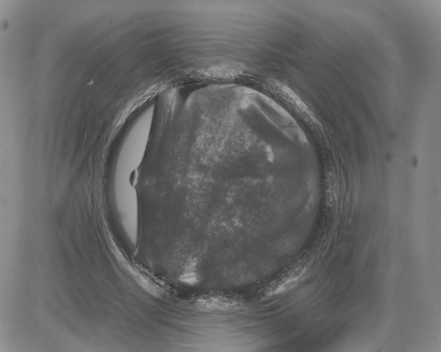 X0000081470634200701262004