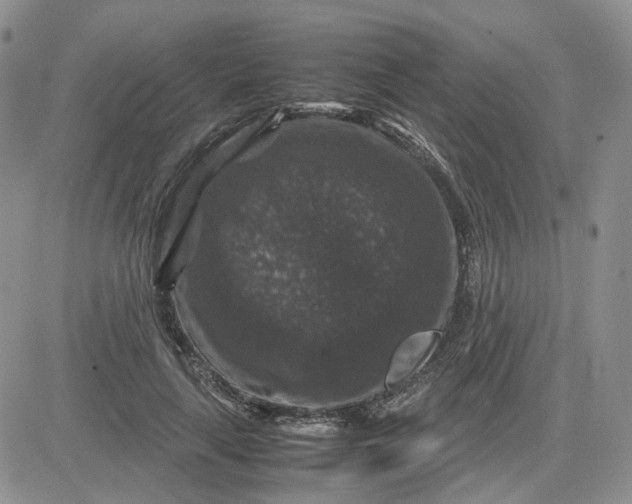 X0000081470643200701262004