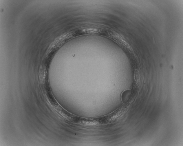 X0000081470645200701262004