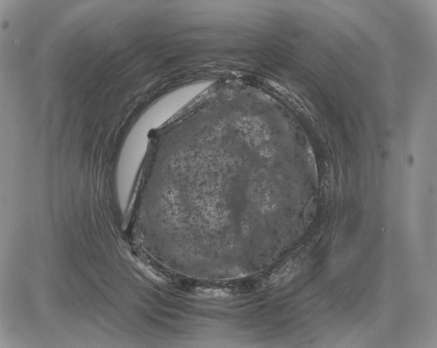 X0000081470649200701262004