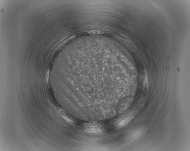 X0000081470652200701262004