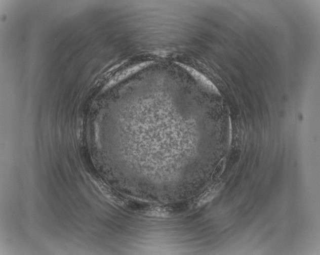 X0000081470656200701262004