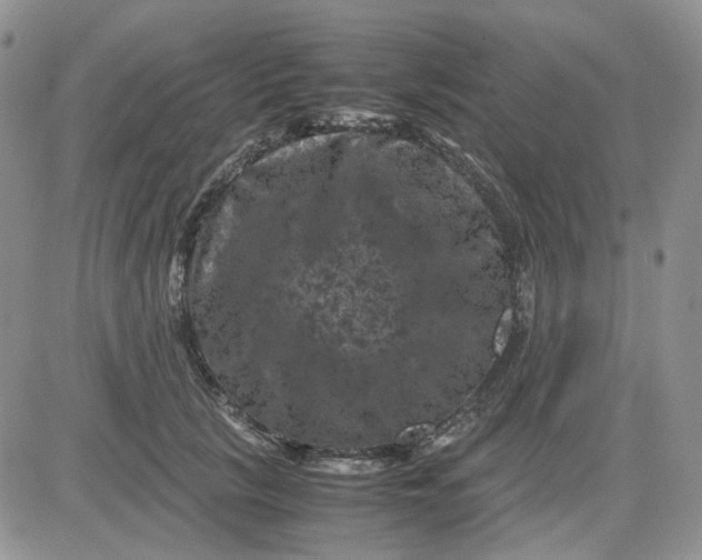 X0000081470657200701262004