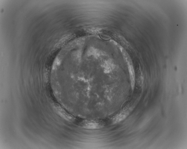 X0000081470658200701262004