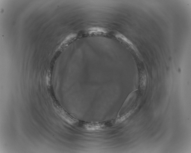 X0000081470661200701262004