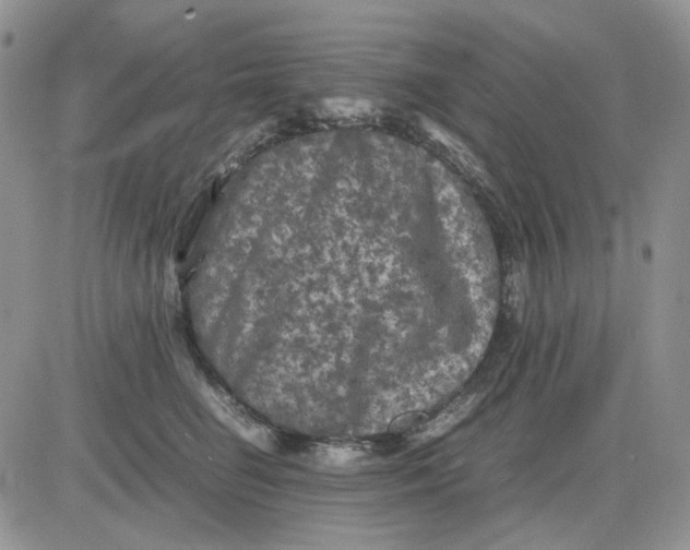 X0000081470662200701262004