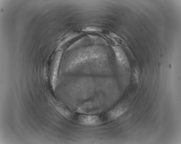 X0000081470663200701262004