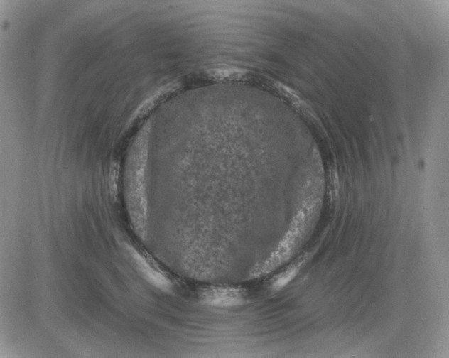 X0000081470664200701262004