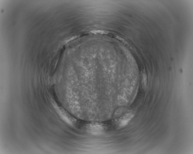 X0000081470668200701262004