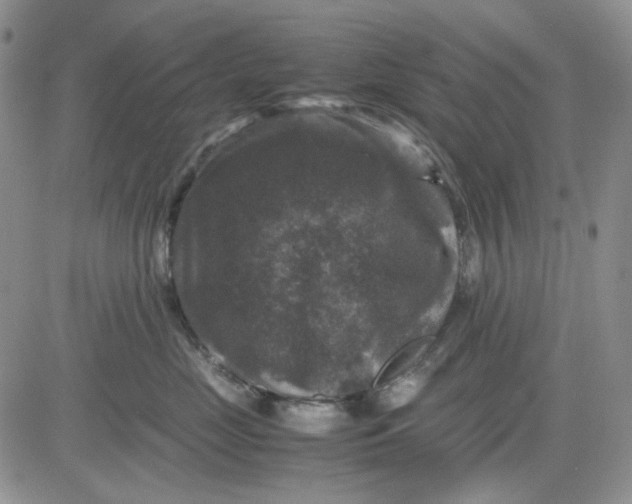 X0000081470669200701262004