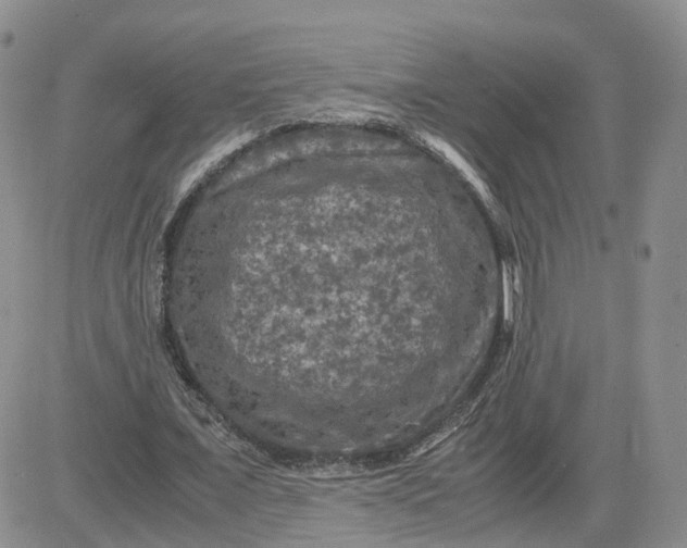 X0000081470675200701262003