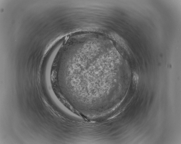 X0000081470676200701262003