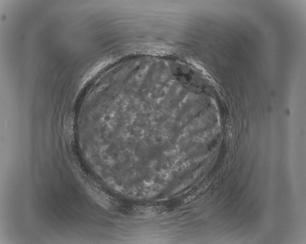 X0000081470679200701262003