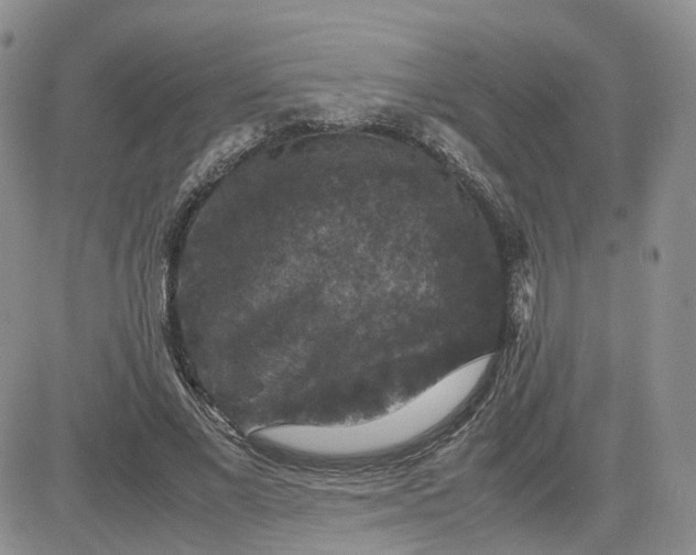 X0000081470685200701262003