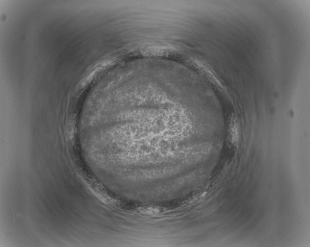 X0000081470687200701262003