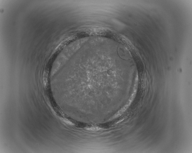 X0000081470695200701262003