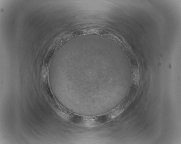 X0000081470701200701262003