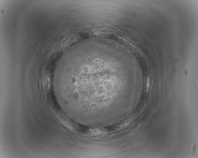 X0000081470703200701262003