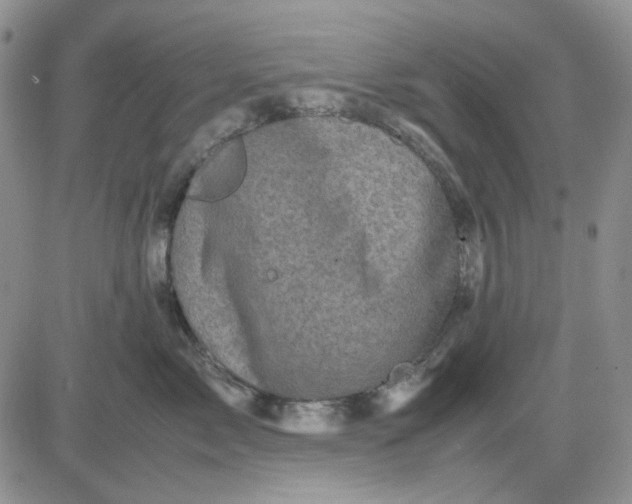 X0000081470717200701262003