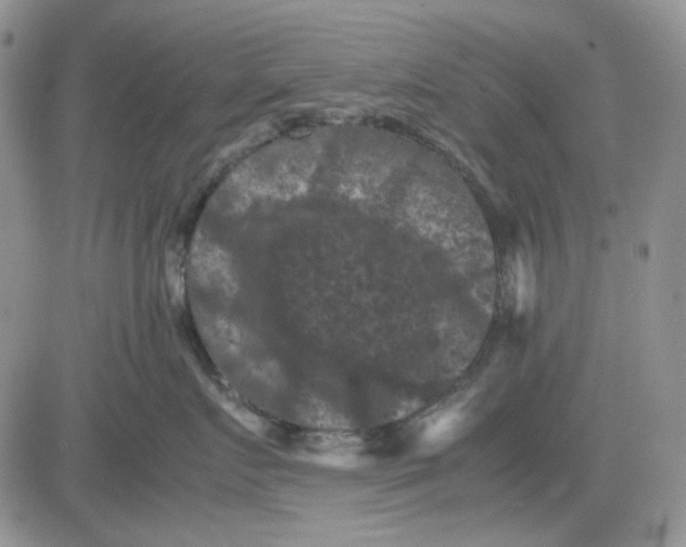 X0000081470719200701262003