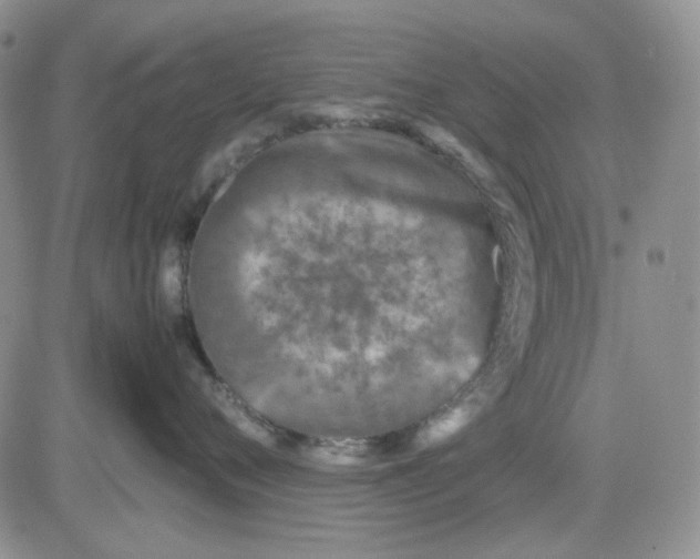 X0000081470720200701262003