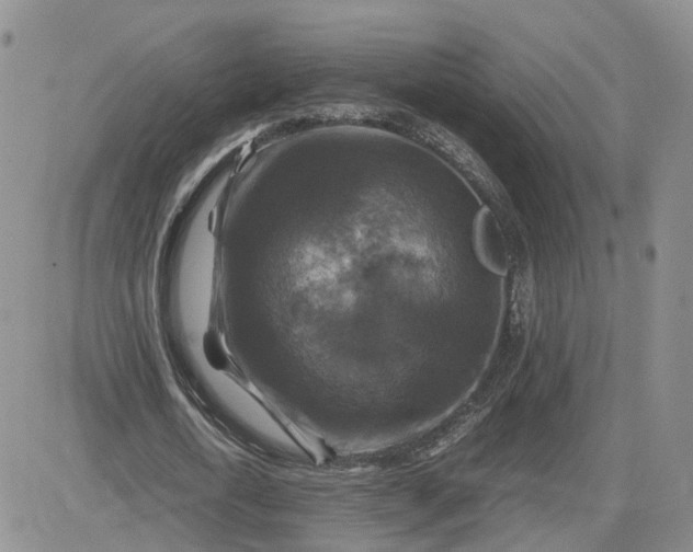 X0000081470722200701262002