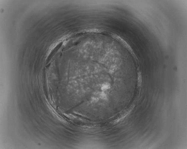 X0000081470725200701262002