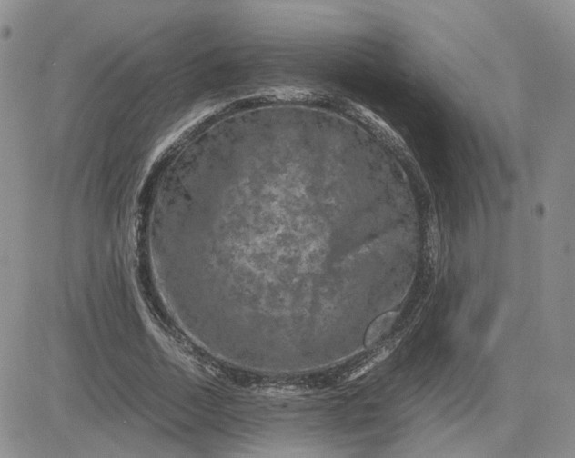 X0000081470730200701262002