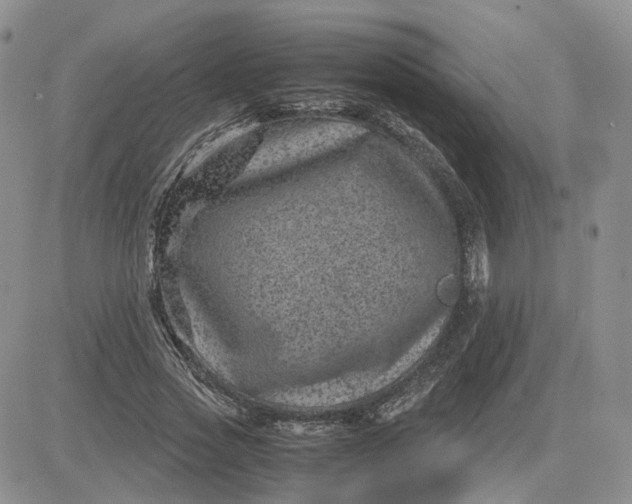 X0000081470733200701262002