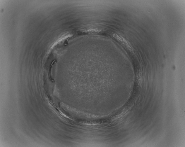 X0000081470735200701262002