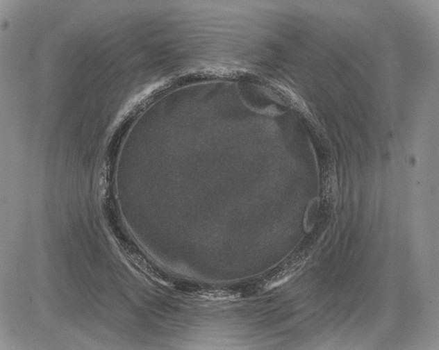 X0000081470736200701262002