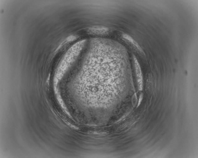 X0000081470739200701262002