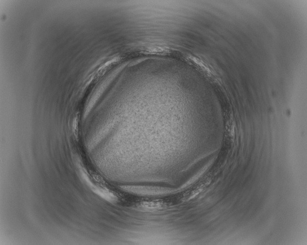 X0000081470744200701262002